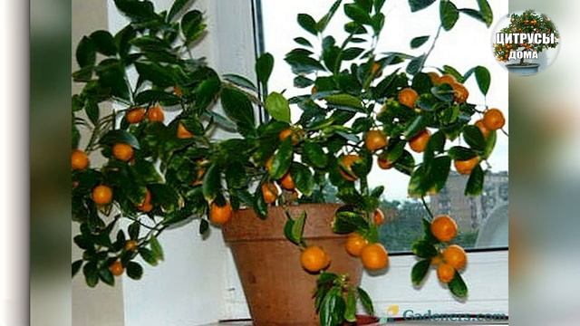 Домашний мандарин каламандин. Дигустация урожая цитрофортунеллы мини мандаринки смотреть онлайн