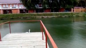 Санаторий ,,Лаба,, бассейны с миниральной водой ,, Лабушка,, г. Лабинск