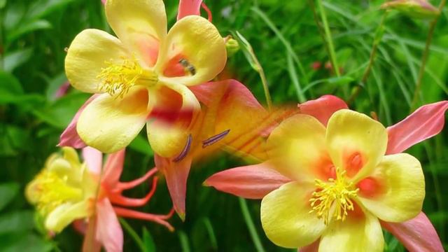 ПРОСТО НЕВЕРОЯТНАЯ МУЗЫКА! Красивое видео природы с музыкой…красивая видео смотреть онлайн