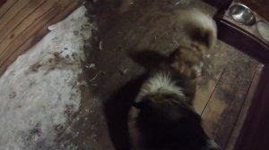 Московская сторожевая. Содержание и уход