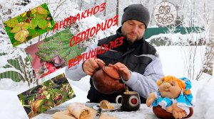 ЭТИ  3 ГРИБКОВЫХ заболевания всегда рядом с твоей МАЛИНОЙ!