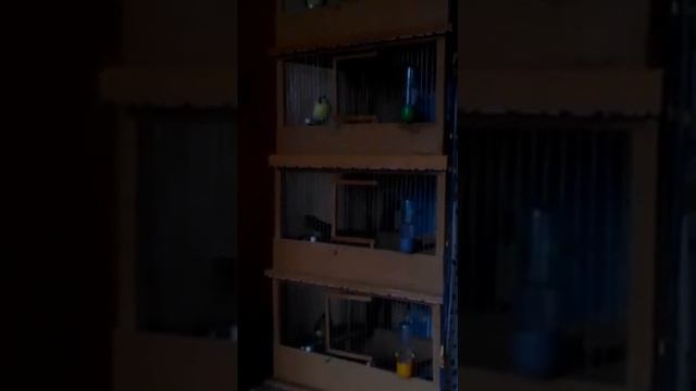 Канарейки Зелёные на Распеве смотреть онлайн