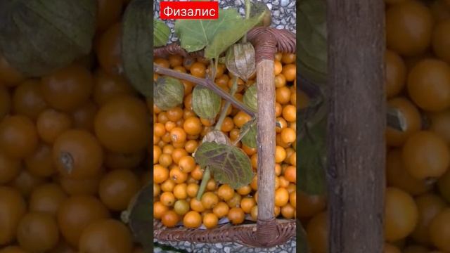 физалис декоративный и съедобный. сад. дача. огород. цветы. растения. овощи. смотреть онлайн