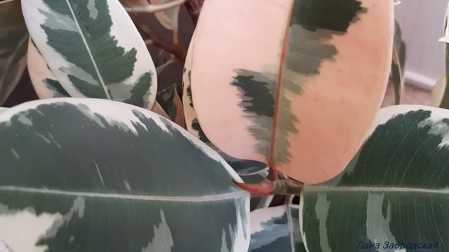 Фикус триколор, которому больше 10 лет смотреть онлайн