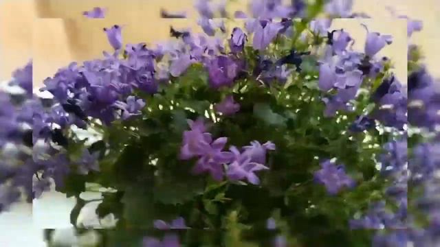 Beautiful Musical Flower  прекрасный музыкальный цветочек