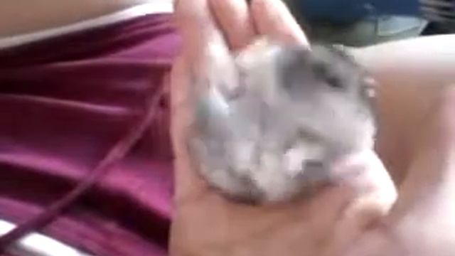 Вот так морят хомяки=))).mp4 смотреть онлайн