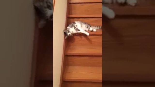 Самая ленивая в мире кошка смотреть онлайн