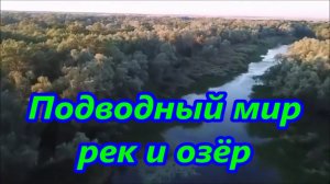Подводный Мир рек и озёр