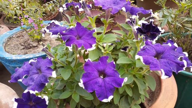 winter main petunia plants care #plantslover #garden overview #beautiful flowers video number 286❤ смотреть онлайн