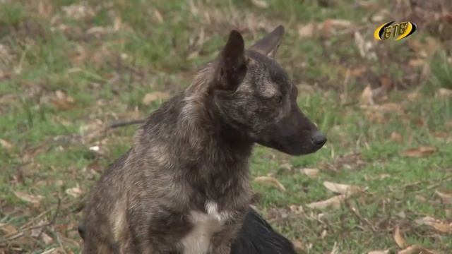 Перекресток мнений: бродячие животные смотреть онлайн