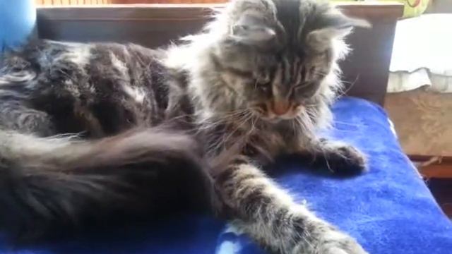 DarMax Maine Coon Cattery Junona смотреть онлайн