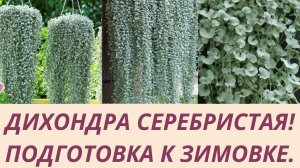 ДИХОНДРА СЕРЕБРИСТАЯ! ОБРЕЗКА.ЗИМНЕЕ СОДЕРЖАНИЕ.РАЗМНОЖЕНИЕ ДЕЛЕНИЕМ И ЧЕРЕНКОВАНИЕМ.