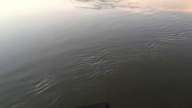 По рыбацки спокойное вываживание сазана смотреть онлайн