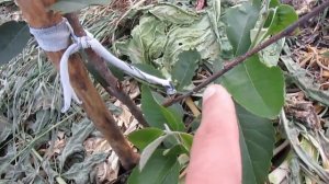 Ирга канадская - первый урожай