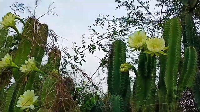 #cactus#cactaceae#brahmajamudu Flowers#cactus Flowers
