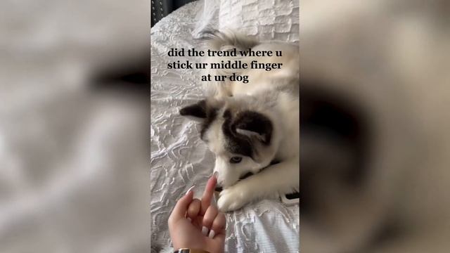 Cute and Funny Pomsky Puppies ? смотреть онлайн