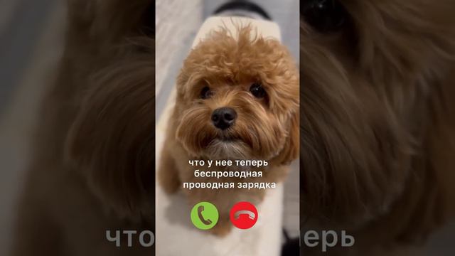 Звонок маме #дрессировка #кинолог #собака #мальтипу #песик смотреть онлайн