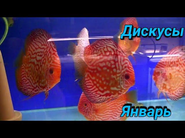 Разведение Дискусов в Январе смотреть онлайн