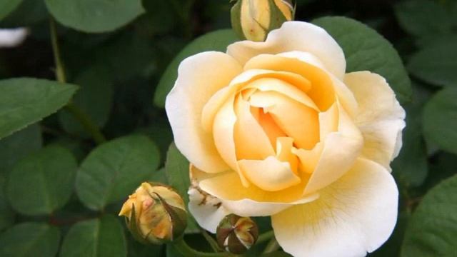 Amazing and Most Beautiful Rosa 'Princess de Monaco' and Rosa 'Charlotte' Flowers смотреть онлайн