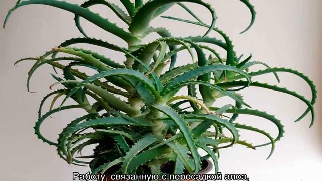 Как пересадить алоэ дома самостоятельно смотреть онлайн