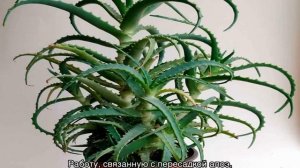 Как пересадить алоэ дома самостоятельно