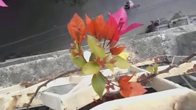 11:Blooming bougainvillea in my garden смотреть онлайн