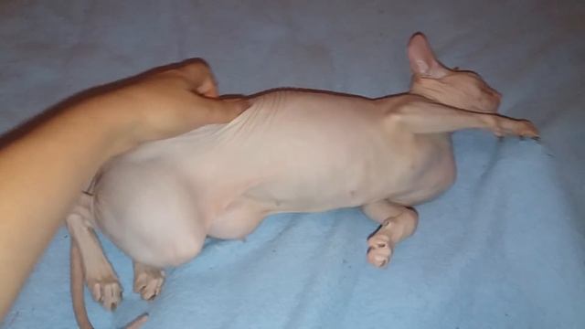 Течка у кошки Донского сфинкса