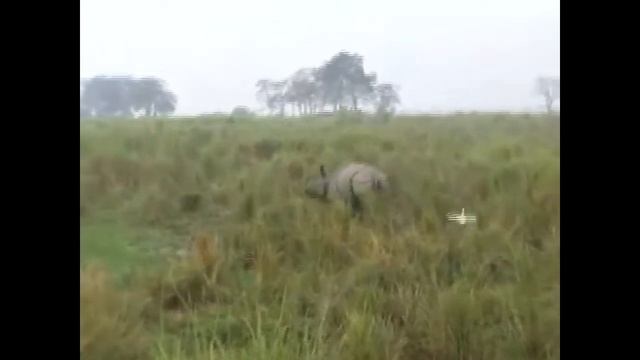 Assam India Documentary - Northeast India Travel Documentary #assam смотреть онлайн