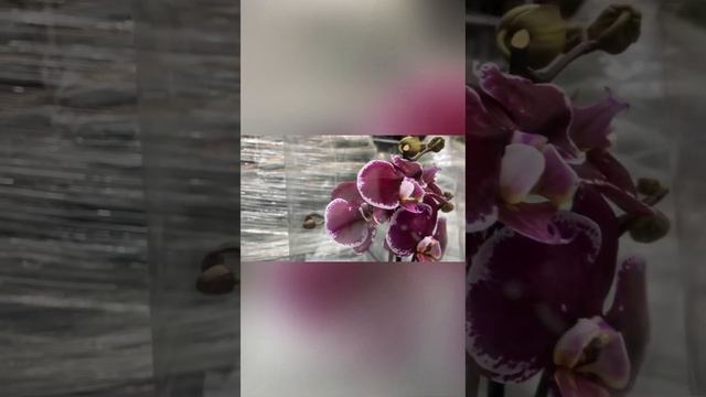 Больше поступление орхидей и других растений в Леруа Мерлен г. Новокузнецк 02.03.2023.? смотреть онлайн