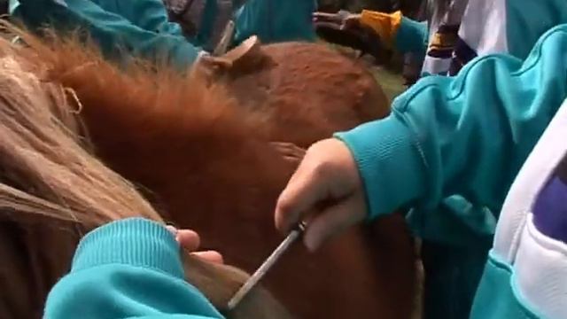 mystery mountain ponies смотреть онлайн