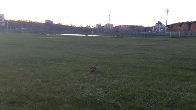 Прогулка возле озера с Тусёной🐶 смотреть онлайн