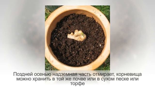 Как вырастить ИМБИРЬ на подоконнике из магазинного корня | Ч. 2 | Уход за ИМБИРЕМ смотреть онлайн