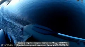 Обкатка лодочного мотора ГЛАДИАТОР 5 NEW - лодка АКВА 3200С