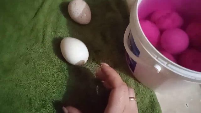 Мыть или не мыть!? Как я подготавливаю яйца к инкубации. смотреть онлайн