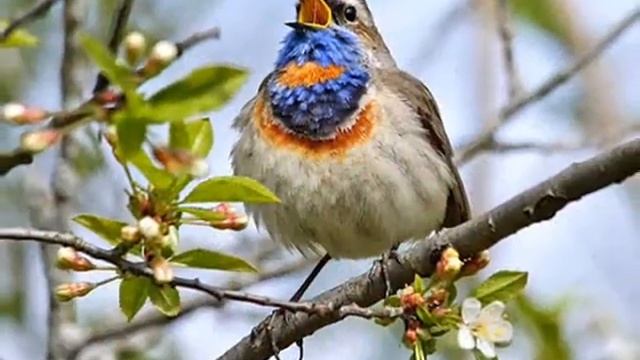 Весна Природа просыпается...!_0001 смотреть онлайн