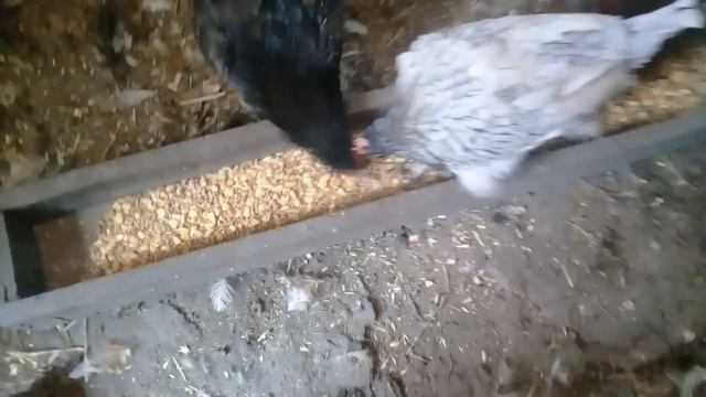 Жизнь в деревне. Испекла пирог. Вкусный ужин. Навели порядок дома и на участке смотреть онлайн