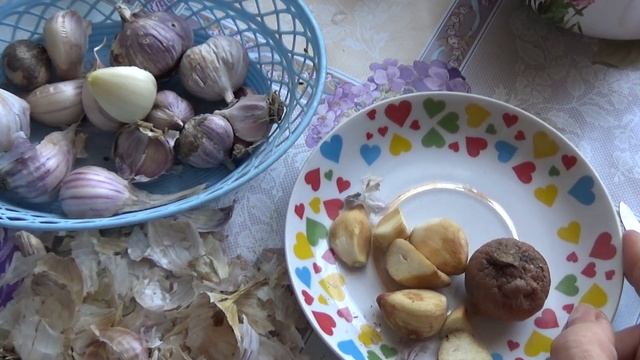 Ревизия чеснока и лука ,14 декабря. смотреть онлайн