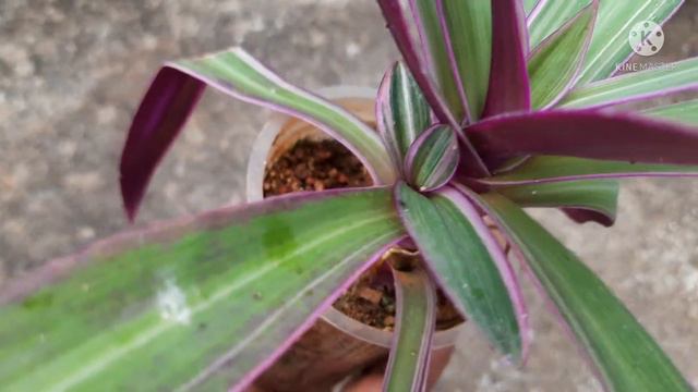RHOEO PLANT PROPAGATION смотреть онлайн