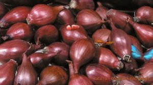 Лук овощной Кармен МС (allium cepa karmen) ? обзор: как сажать, лук-севок и чеснок лука Кармен МС