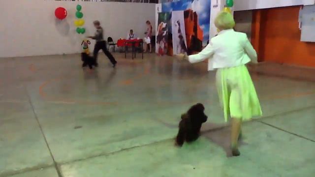 Хабаровск 31.08.14 Восток-Элита Сравнение миниатюрных пуделей смотреть онлайн