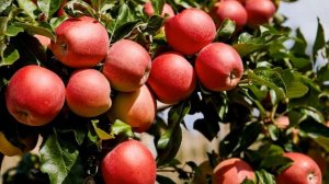 Чем подкормить яблоню, чтобы плоды не осыпались