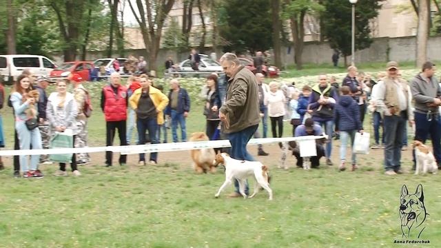 БРЕТОНСКИЙ ЭПАНЬОЛЬ. Плюсы и минусы породы эпаньоль бретон (бретонский спаниель) BRETONNE EPAGNOLE смотреть онлайн