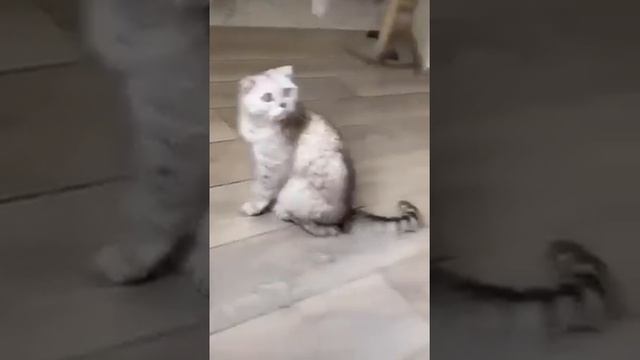 #memes #meme смотреть онлайн