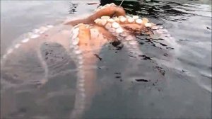 ШОК! Рыбаки поймали гигантского осьминога!