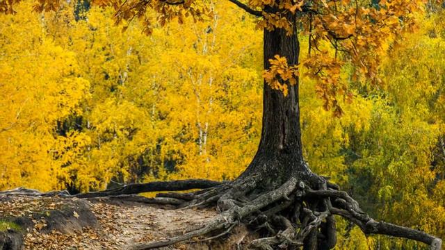 Елена Решетняк Кто не умеет ближнего прощать смотреть онлайн