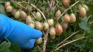 ТИКСИЯ - поздний, крупноплодный  сорт крыжовника селекции Чехии.