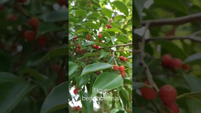 Фикус бенгальский. Fícus benghalénsis. смотреть онлайн