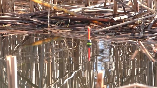 Рыбалка на КАРАСЯ в КАМЫШАХ с поплавком. Ловим на поплавочную удочку. Наживки на карася весной! смотреть онлайн