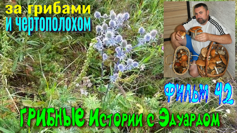 Грибные Истории с Эдуардом. 42 Серия. За Грибами и ЧЕРТОПОЛОХОМ. смотреть онлайн