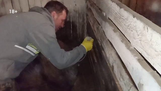 Искусственное осеменение свиней породы Дюрок в ЛПХ. Собрали семя со своего хряка. Почему так кроем смотреть онлайн